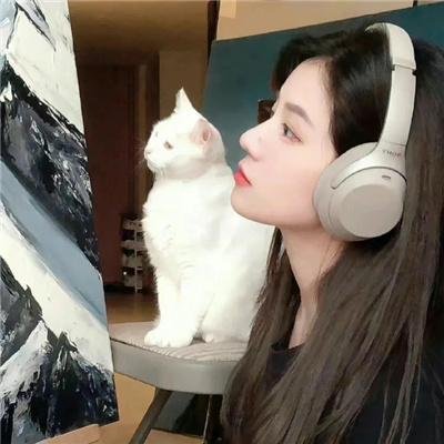 黑狐之风影封面